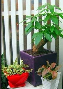 成都植物租赁租摆【林邦园艺】成都园林景观设计|成都室内绿化养_建筑建材_世界工厂网中国产品信息库